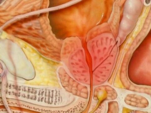 Type of a healthy prostate of a person